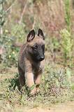 MALINOIS 281